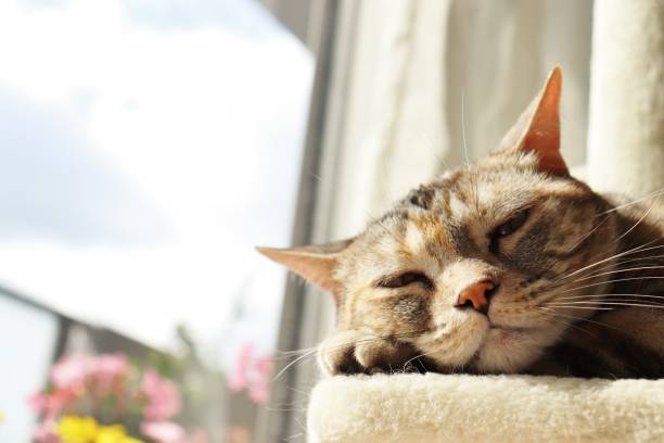 simpatico gatto che dorme comodamente al sole. - comfortably foto e immagini stock