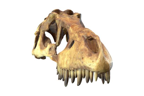 istock 3D render of Tyrannosaurus Rex Skull isolated on white. 1227138058