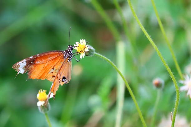 istock monarch butterfly feeding nectar on summer flower 1227138291