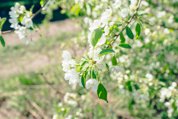 white blooming spring flowers on spring tree and blue sky