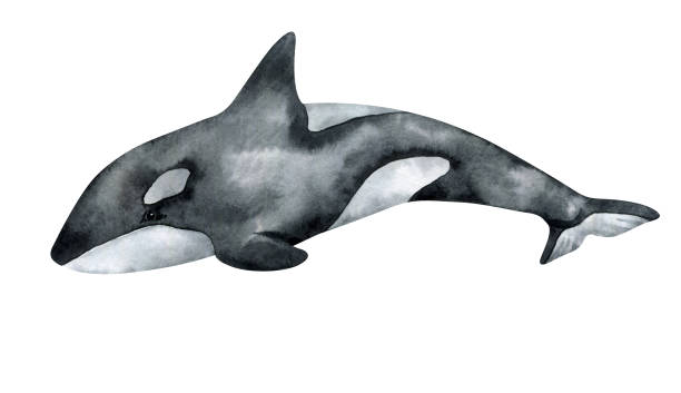 istock Watercolor killer whale isolated on white background. Hand-painted realistic illustration with underwater grey animal. 1227138479