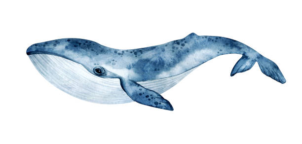 Watercolor Blue Whale Illustration Isolated On White Background Handpainted  Realistic Underwater Animal Art Stock Illustration - Download Image Now -  iStock