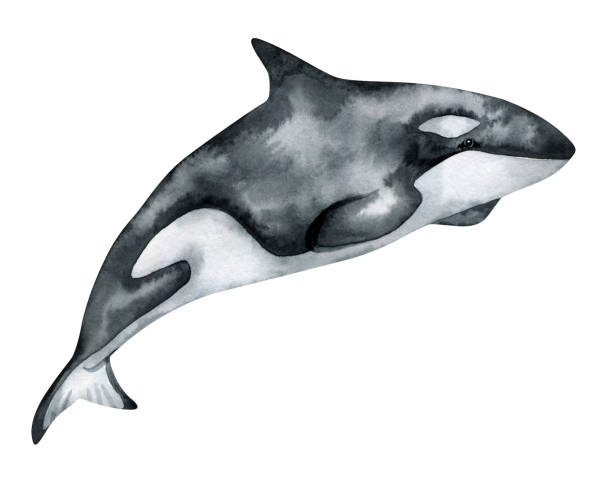 istock Watercolor killer whale isolated on white background. Hand-painted realistic illustration with underwater grey animal. 1227138485