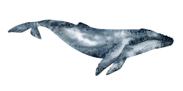 istock Watercolor humpback whale illustration isolated on white background. Hand-painted realistic underwater animal art. 1227138490