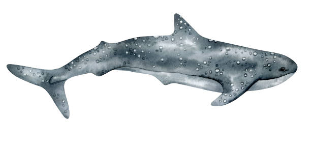 istock Watercolor whale shark isolated on white background. Hand-painted realistic illustration with underwater  grey animal. 1227138504
