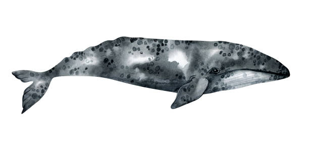 Watercolor grey whale illustration isolated on white background. Hand-painted realistic underwater animal art. Watercolor underwater animal gray whale stock illustrations