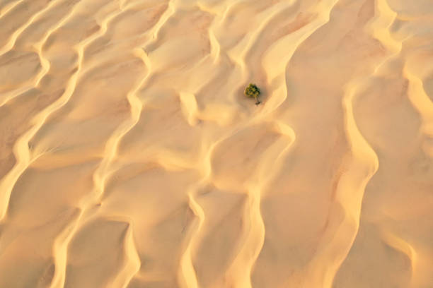 istock Aerial view of a fallen tree in desert. 1227139078