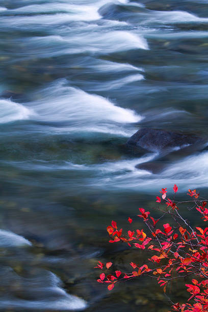 czerwone liście i rapids - vertical photography color image tumwater canyon zdjęcia i obrazy z banku zdjęć