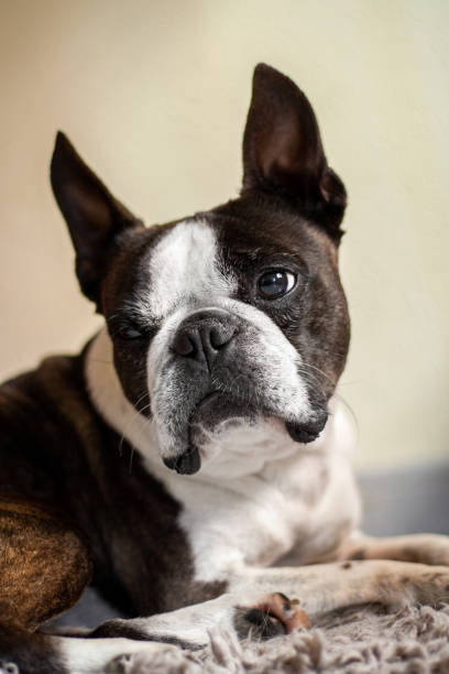 istock Boston dog looking at infinity at home in the foreground. 1227143060