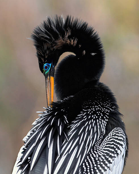 anhinga de los everglades - anhinga fotografías e imágenes de stock