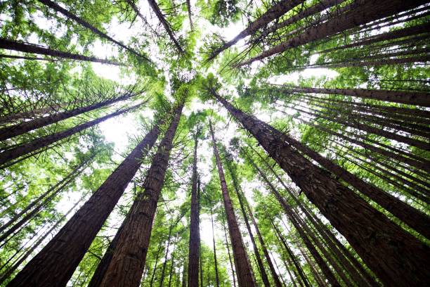 istock Directly Below View Of Trees In Forest 1227143928
