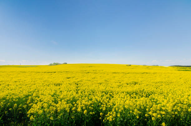 istock Lovely yellow rapeseed spring field 1227143961