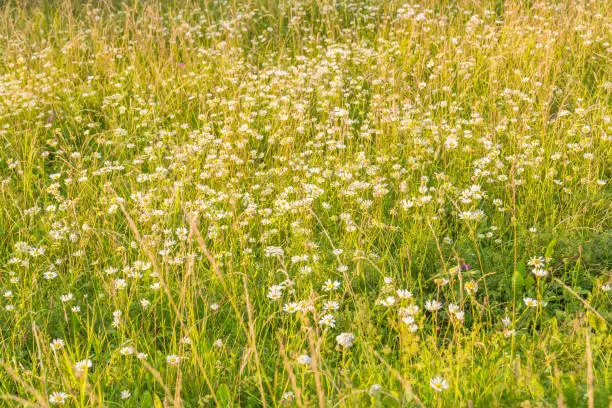 Glade of daisies in the sun on a summer evening