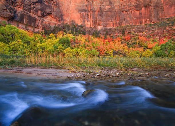 Big Bend in Zion National Park The rapids of the Virgin River flow through Big Bend in Zion National Park, Utah during peak fall foliage. virgin river stock pictures, royalty-free photos & images