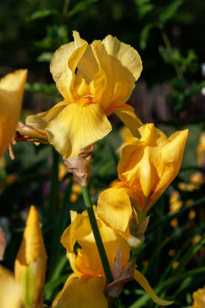 istock Beautiful delicate iris flower on a flowerbed outdoors 1227145765
