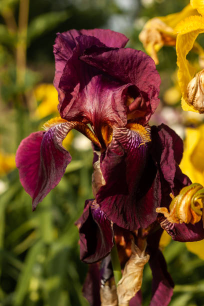 istock Beautiful delicate iris flower on a flowerbed outdoors 1227145882