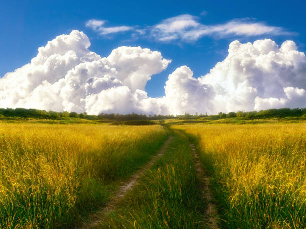 winter barley, beautiful hills of green fields, agricultural landscapes