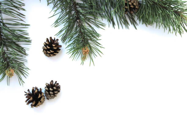 istock Pine branch with cones on a white background 1227146507