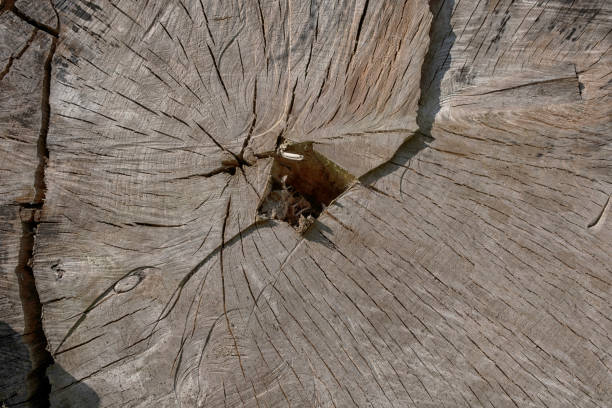 istock Wood texture of cut tree trunk, close-up 1227147306