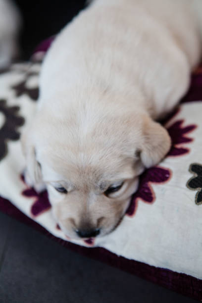 istock Labrador Retriver Dog Sleeping Indoor 1227147714