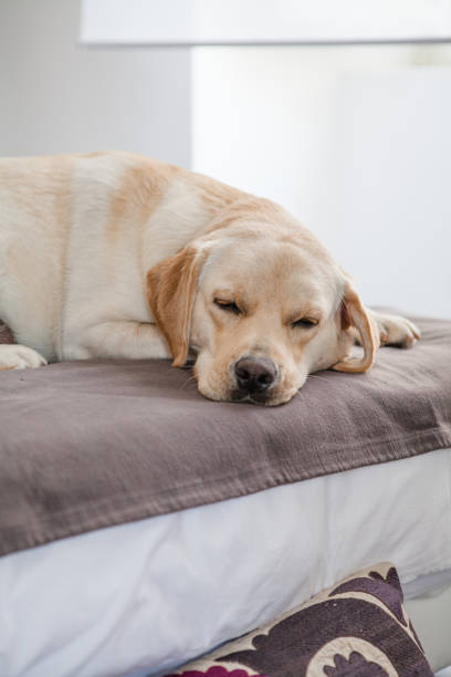 istock Labrador Retriver Dog Sleeping Indoor 1227147717