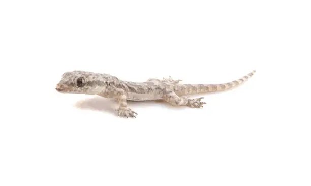 Photo of House lizard isolated on white.