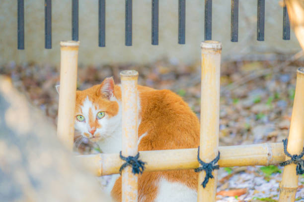 Image of Japanese Bob tail (tiger pattern). Shooting Location: Tokyo metropolitan area