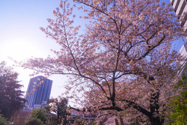 istock Sakura of law Aketera (Toshima-ku, Tokyo) 1227149458
