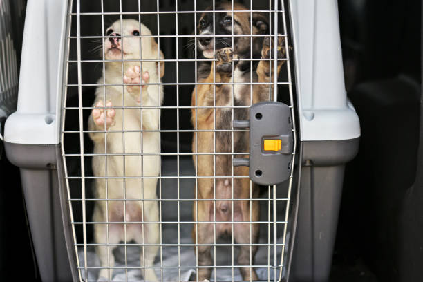 istock two puppies in a plastic container for transporting animals. 1227150772