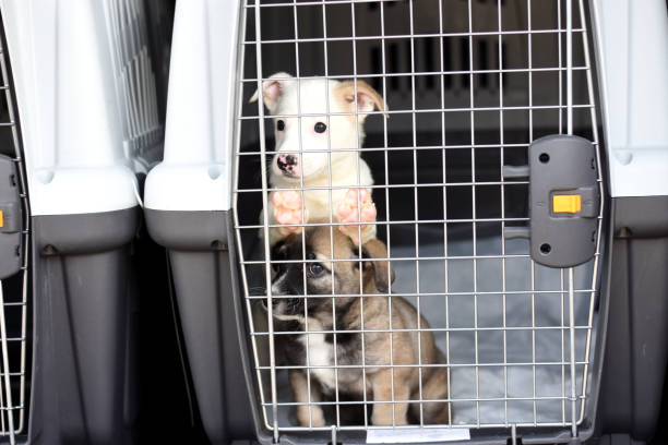 istock two puppies in a container for transporting animals. 1227150812