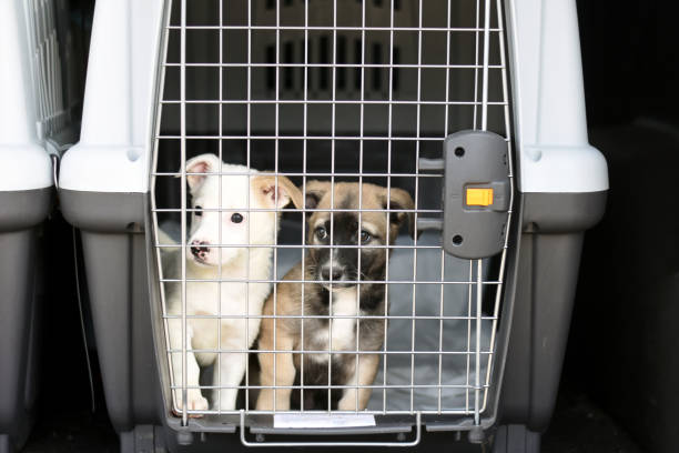 Puppies in a container for transporting animals