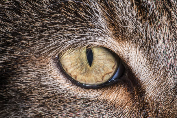 istock Domestic House Cat Eye Macro Close Up 1227151020