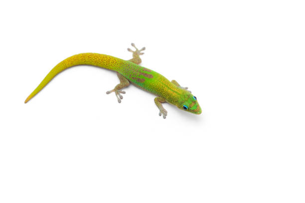 istock Green little Madagascar day gecko isolated on white background 1227151645