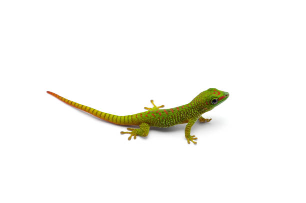 istock Green little Madagascar day gecko isolated on white background 1227151649