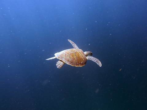 A sea turtle swims in the ocean amid colorful corals.