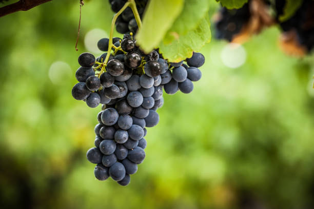 istock Pinot Noir Grapes in Yarra Valley Australia 1227154293