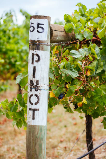 istock Pinot Noir Grapevine in Yarra Valley Australia 1227154297
