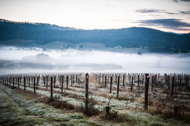 istock Winter Vines in Yarra Valley Australia 1227154298