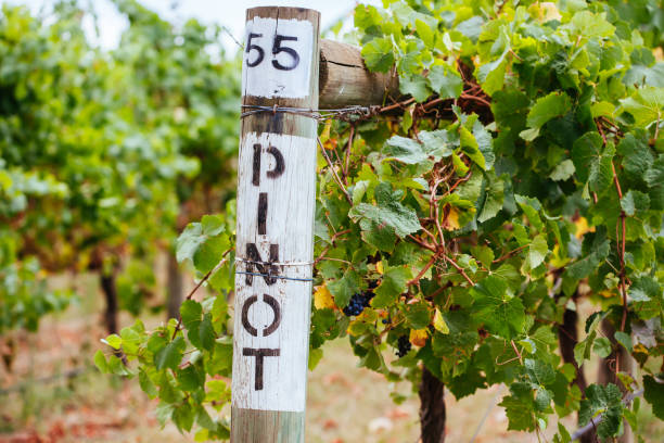 istock Pinot Noir Grapevine in Yarra Valley Australia 1227154303