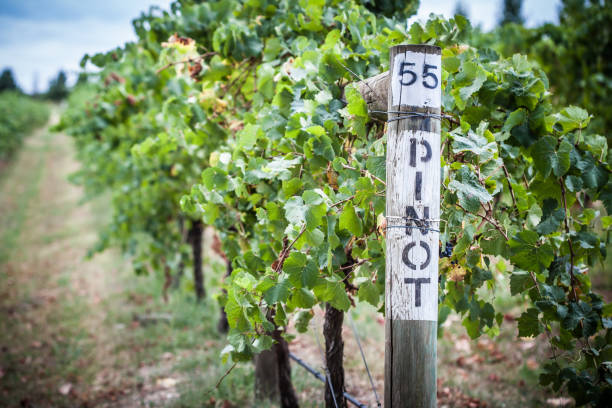 istock Pinot Noir Grapevine in Yarra Valley Australia 1227154305