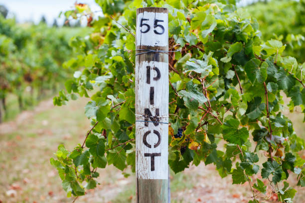 istock Pinot Noir Grapevine in Yarra Valley Australia 1227154310