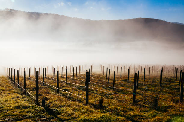 istock Winter Vines in Yarra Valley Australia 1227154316