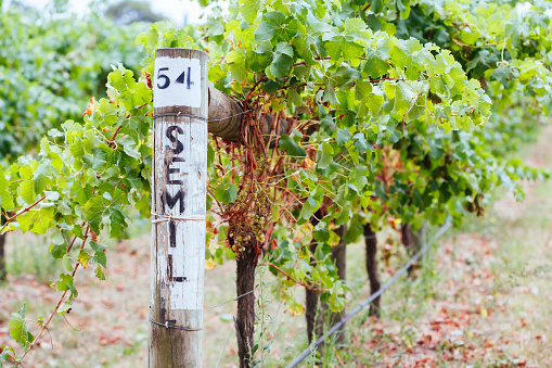 Signage for Semillon grapes in a vineyard at late harvest  in Yarra Valley, Australia