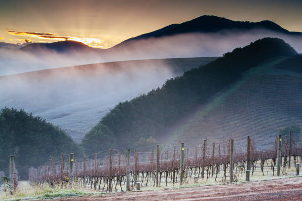 istock Winter Vines in Yarra Valley Australia 1227154341