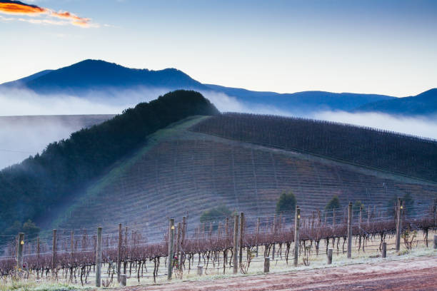 istock Winter Vines in Yarra Valley Australia 1227154346