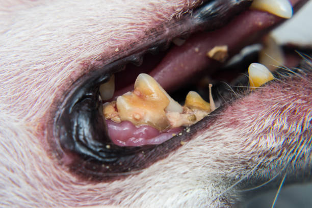 istock dog teeth with tartar or bacterial plaque before scalling 1227154391