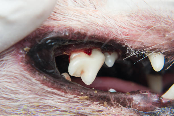 dog teeth with tartar or bacterial plaque after scalling