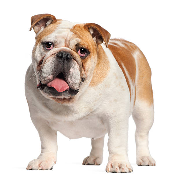istock English Bulldog, eleven months old, standing, white background 122715472