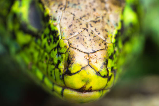 istock macro photo of skin from a lizard 1227155063
