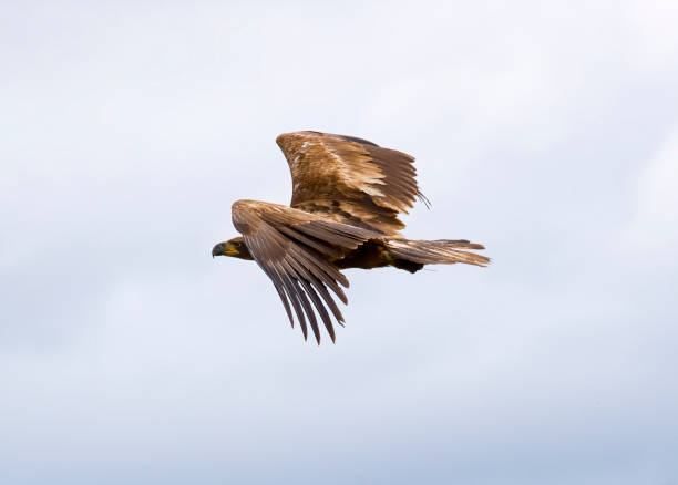 The golden eagle (Aquila chrysaetos) is one of the best-known birds of prey in the Northern Hemisphere. It is the most widely distributed species of eagle. Like all eagles, it belongs to the family Accipitridae. 